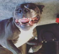 happy dog