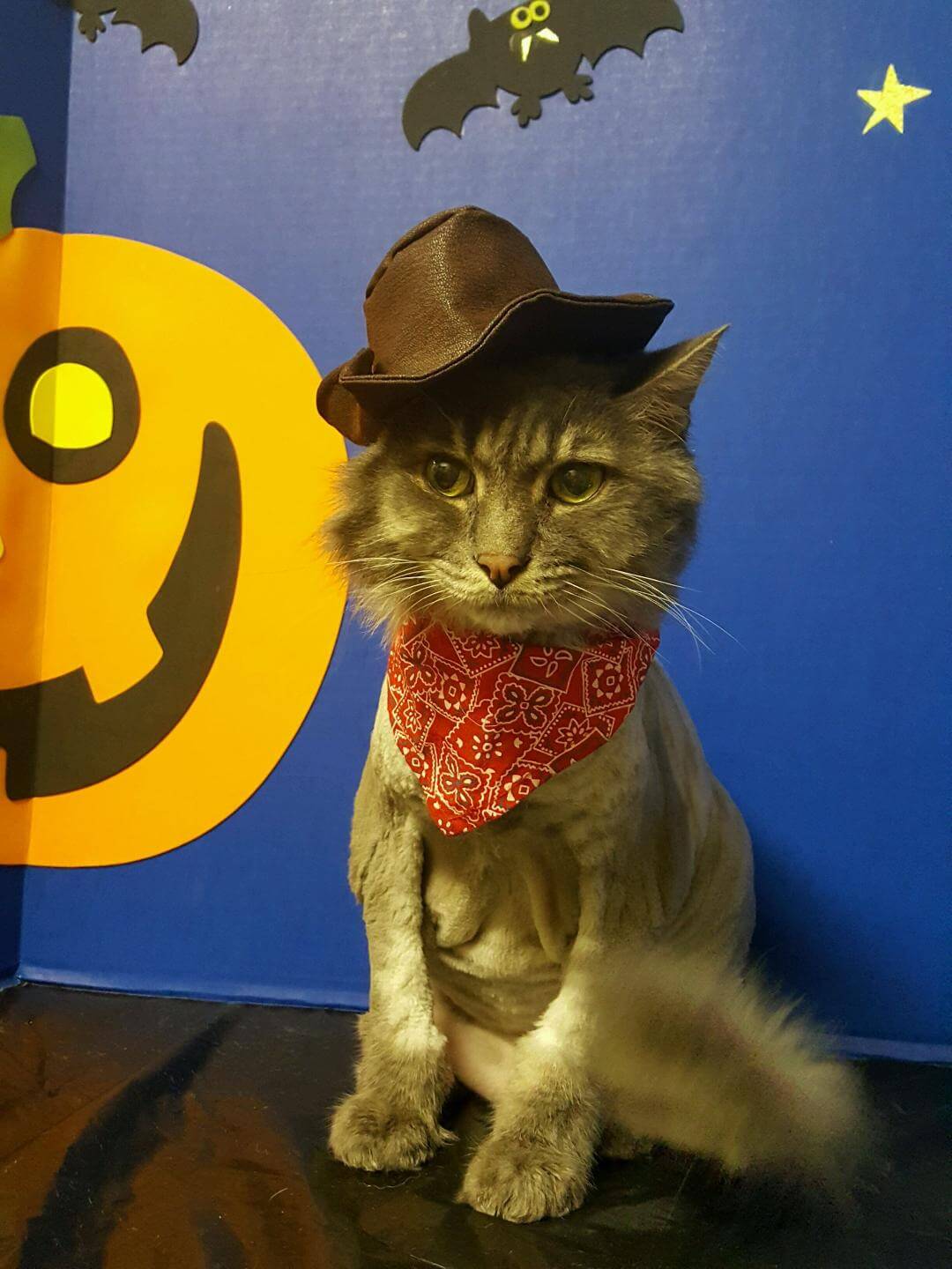 Hat Kitty