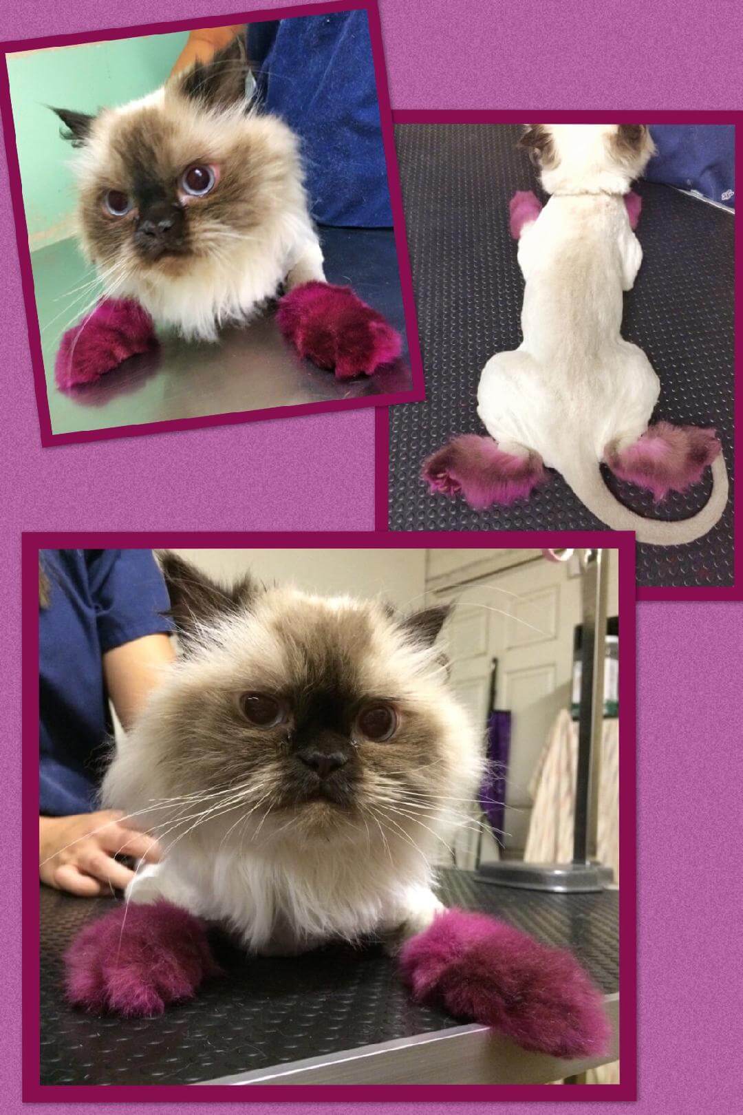 Purple Feet