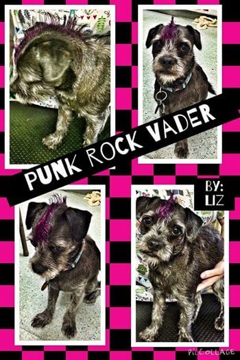 Vadder