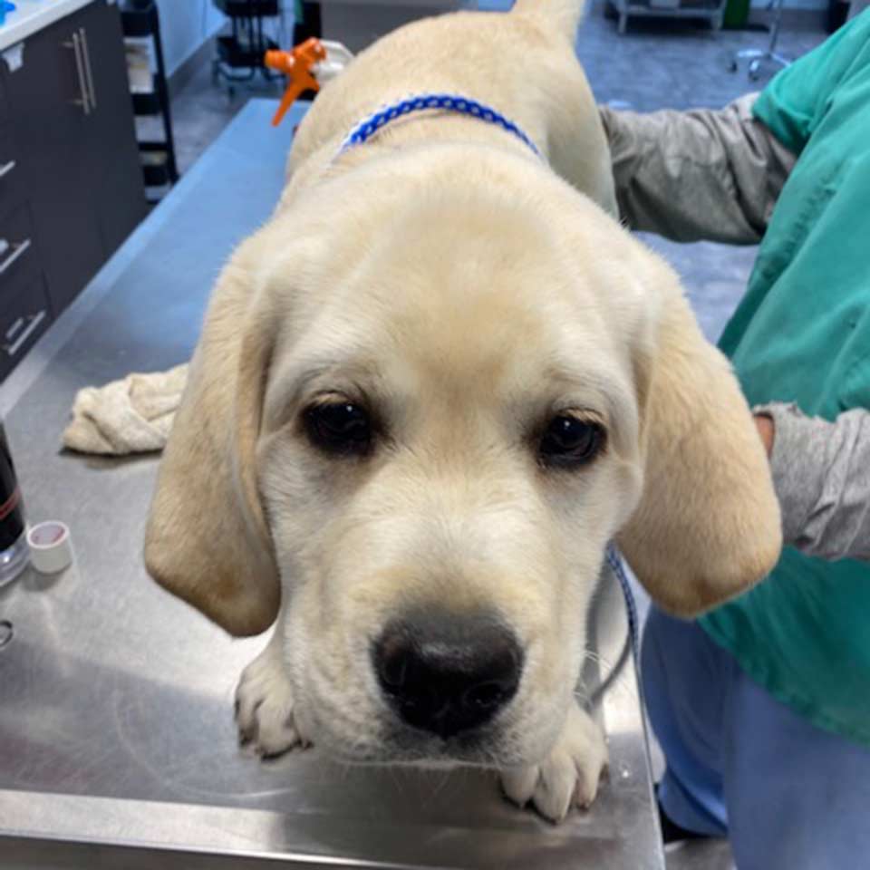 Yellow Lab Puppy