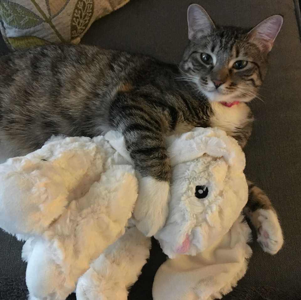 Alice