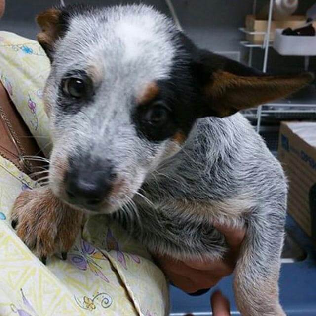 Cattle Dog Cattle Dog