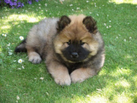 fluffy puppy