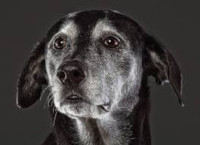 old dog
